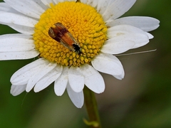Nemophora fasciella