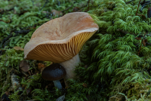 Lactifluus aurantioruber (McNabb) J.A.Cooper