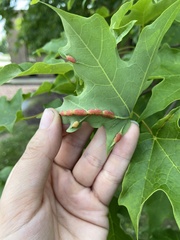 Dasineura communis