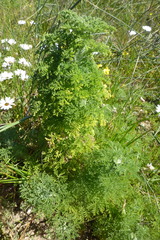 Oncosiphon suffruticosus