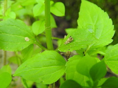 Dichrorampha leopardana