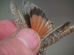 Cratypedes lateritius