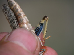 Cratypedes lateritius