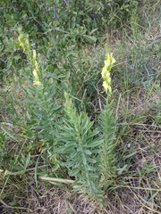 Linaria biebersteinii