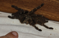 Pterinochilus murinus
