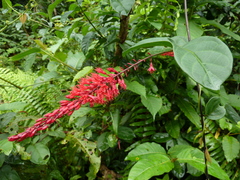 Combretum mannii