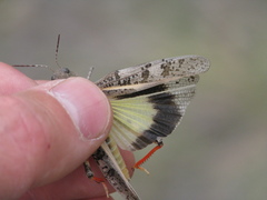 Cratypedes neglectus