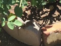Sceloporus occidentalis