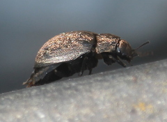 Byrrhus pilula