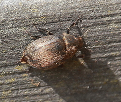 Byrrhus pilula