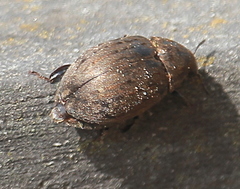 Byrrhus pilula