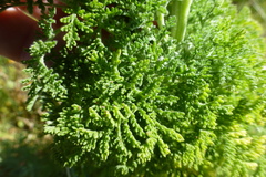 Oncosiphon suffruticosus