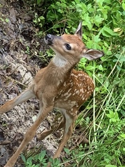 Odocoileus virginianus macrourus