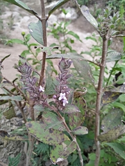 Hyptis rhytidea