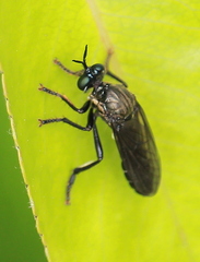 Dioctria atricapilla