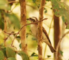 Gymnoris superciliaris