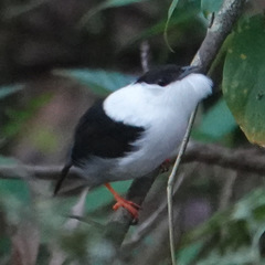 White-Bearded Manakin photo 4