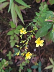 Linum sulcatum