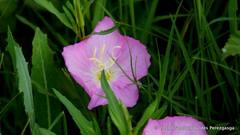 Oenothera speciosa