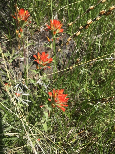 Peck's Indian paintbrush (Castilleja peckiana)