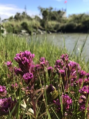Castilleja ambigua humboldtiensis