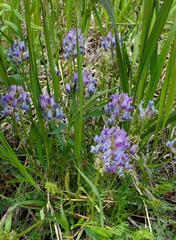 Astragalus laxmannii robustior