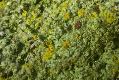 Phaeophyscia hirtella
