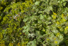 Phaeophyscia hirtella