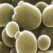Saccharomyces - Photo (c) AJ Cann, algunos derechos reservados (CC BY-NC-SA)