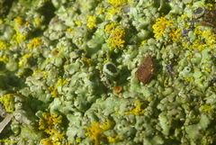 Phaeophyscia hirtella