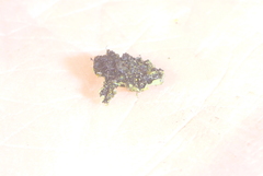 Phaeophyscia hirtella