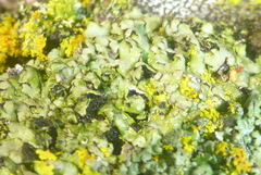 Phaeophyscia hirtella