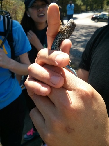 iNaturalist observation photo of Western Fence Lizard