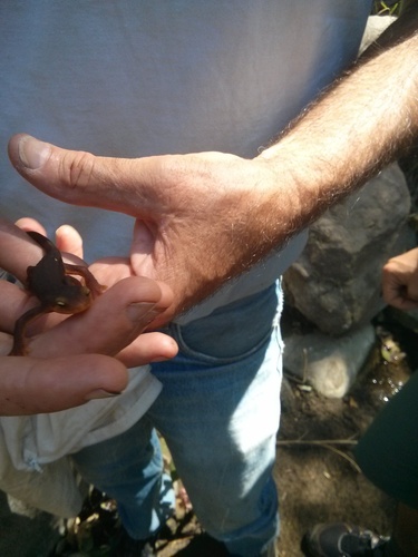 iNaturalist observation photo of California Newt