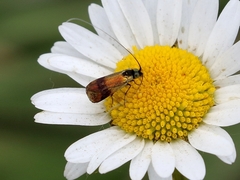 Nemophora fasciella