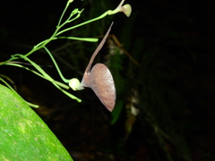 Aristolochia flava