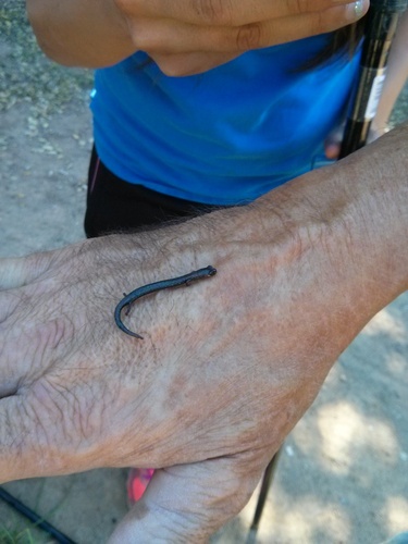 iNaturalist observation photo of Black-bellied Slender Salamander