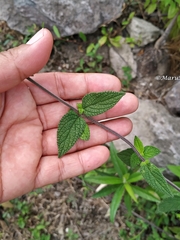 Salvia thyrsiflora