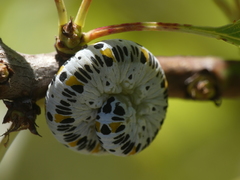 Cimbex quadrimaculatus
