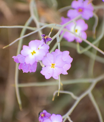 Malcolmia littorea