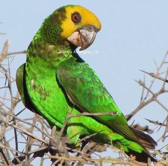 African green parrot hotsell