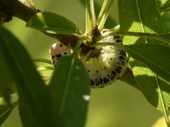 Cimbex quadrimaculatus