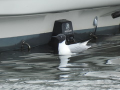 Chroicocephalus philadelphia