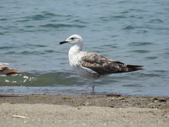 Larus fuscus