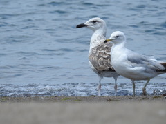 Larus fuscus