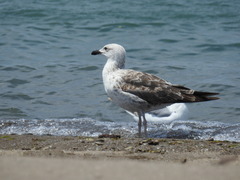 Larus fuscus