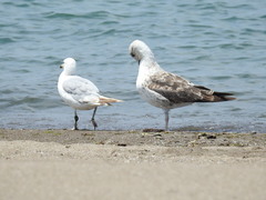 Larus fuscus