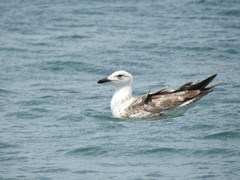 Larus fuscus
