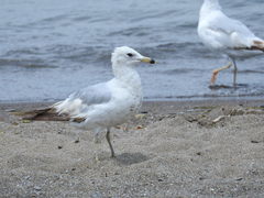 Larus delawarensis