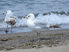 Larus delawarensis